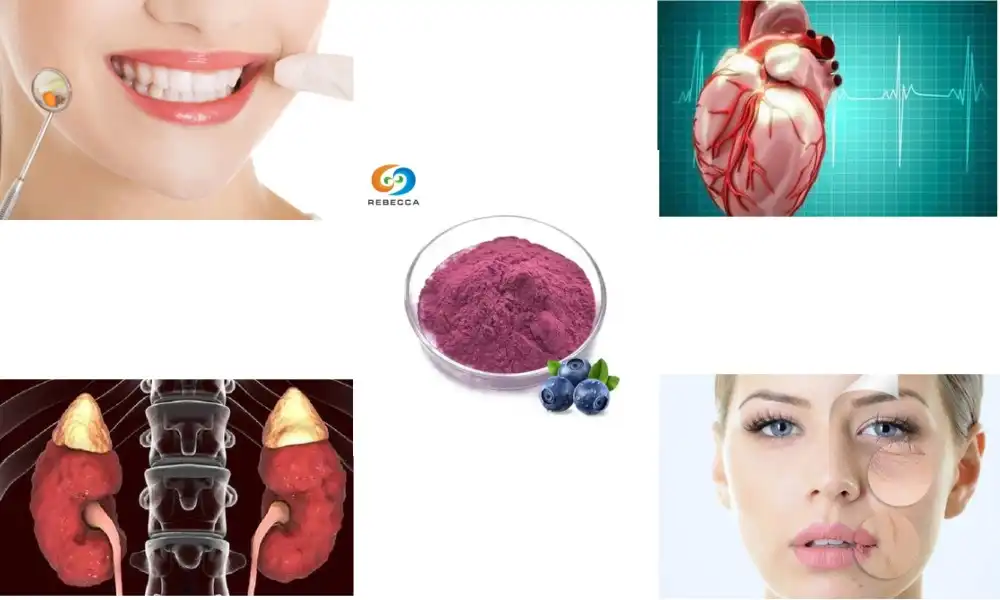 What is cranberry extract powder used for?